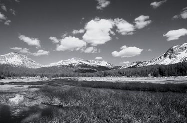 Spring-Meadow,-Yosemite